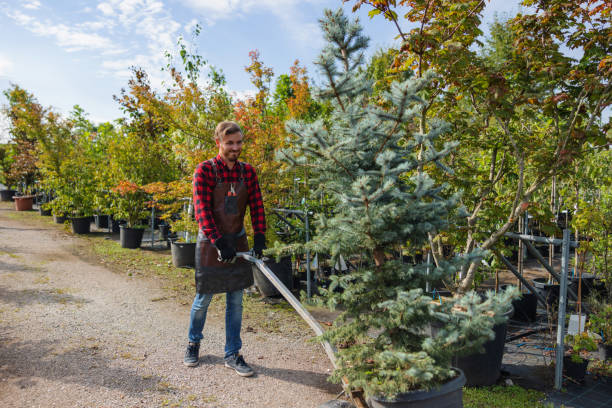 How Our Tree Care Process Works  in  Iron River, MI