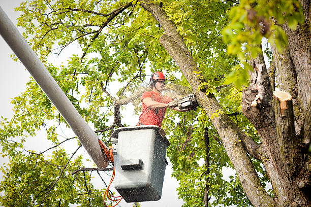 Iron River, MI Tree Removal Company